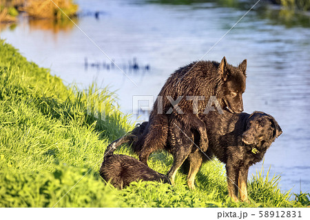 two Alsatian dogs - copulation on the water's edge 58912831