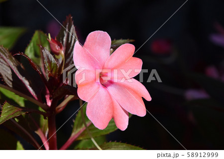 サンパチェンス サンパチェンス 58912999