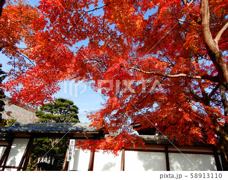 滋賀院門跡　晩秋の紅葉 58913110