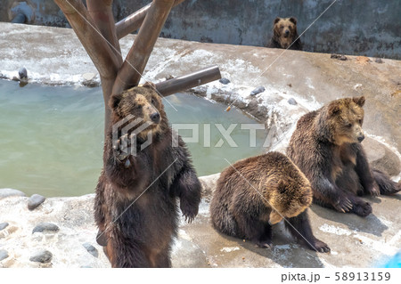エサをねだるクマ牧場のクマ / 北海道 登別市 58913159