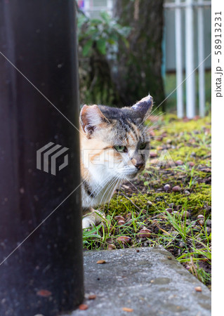 のらねこ  三毛 58913231