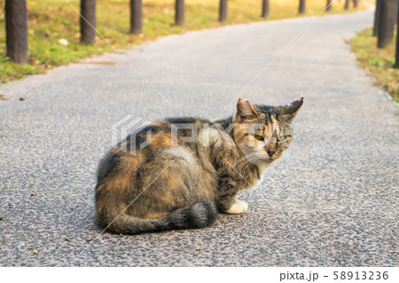 のらねこ  三毛 58913236