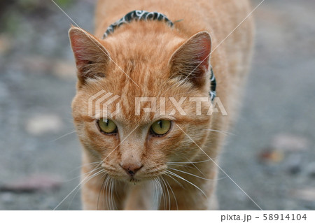 猫・野良猫・茶トラ・オス・チャー坊・十月・散歩・キャンプ場・走る 