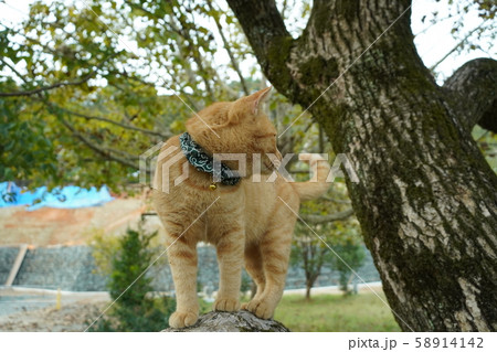 猫・野良猫・茶トラ・オス・チャー坊・十月・散歩・キャンプ場・走る・飛ぶ・浮く・飛行・看板猫・生きる道 58914142