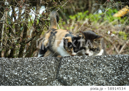 猫・野良猫・親子・イクメン・十月・子猫・三毛猫・育児・子守 猫・野良猫・親子・イクメン・十月・子猫・三毛猫・育児・子守 58914534