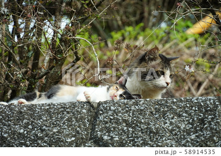 猫・野良猫・親子・イクメン・十月・子猫・三毛猫・育児・子守 猫・野良猫・親子・イクメン・十月・子猫・三毛猫・育児・子守 58914535