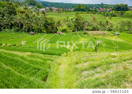 インドネシア バリ島 ジャティルイのライステラス 棚田 インドネシア バリ島 ジャティルイのライステラス 棚田 58915103