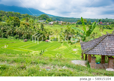 インドネシア バリ島 ジャティルイのライステラス 棚田 インドネシア バリ島 ジャティルイのライステラス 棚田 58915104