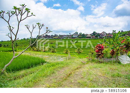 インドネシア バリ島 ジャティルイのライステラス 棚田 インドネシア バリ島 ジャティルイのライステラス 棚田 58915106