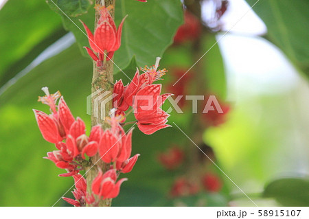 ゴエアテ・ストリクティフロラの花 ゴエアテ・ストリクティフロラの花 58915107
