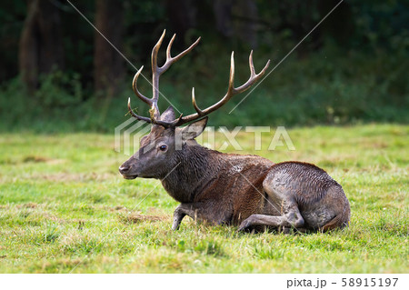 Tired red deer stag resting by lying on the ground in rutting season. Tired red deer stag resting by lying on the ground in rutting season. 58915197