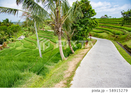 インドネシア　バリ島　ジャティルイのライステラス　棚田 58915279