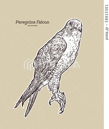 Vector antique engraving drawing illustration of Vector antique engraving drawing illustration of 58915301