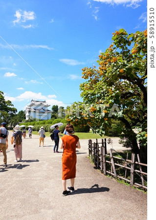 東南隅櫓 マルバチシャノキ カキノキダマシ 名古屋城 なごやじょう Nagoya Castle 東南隅櫓 マルバチシャノキ カキノキダマシ 名古屋城 なごやじょう Nagoya Castle 58915510