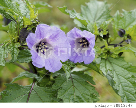 クロホオズキの花2輪 58915547