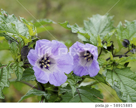 2輪のクロホオズキの花 やや下寄り 2輪のクロホオズキの花 やや下寄り 58915885