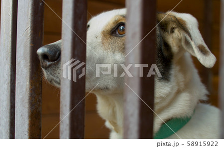 Sad face of a clever dog in a cage Sad face of a clever dog in a cage 58915922