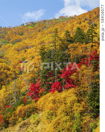 鮮やかな紅葉の山肌　やや青空つき 58916077