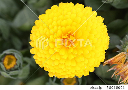 きんせんか きんせんか 58916091