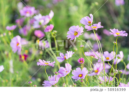 写真素材: コスモス 写真素材: コスモス 58916399