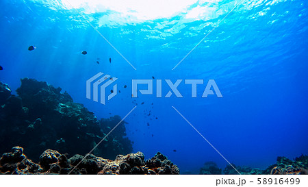 沖縄 渡嘉敷島の水中写真 沖縄 渡嘉敷島の水中写真 58916499