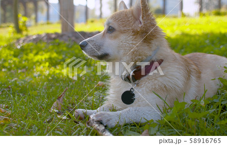 Face of a corgi dog nibbles a stick Face of a corgi dog nibbles a stick 58916765