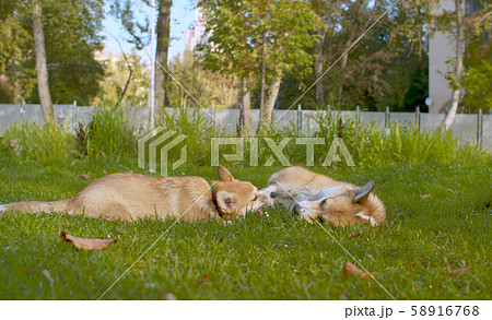 Two corgi dogs playing on a grass Two corgi dogs playing on a grass 58916768