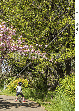 春に公園に咲く八重桜と自転車に乗る子供の後ろ姿 58916782