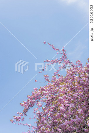 快晴の青空に咲く八重桜 58916952
