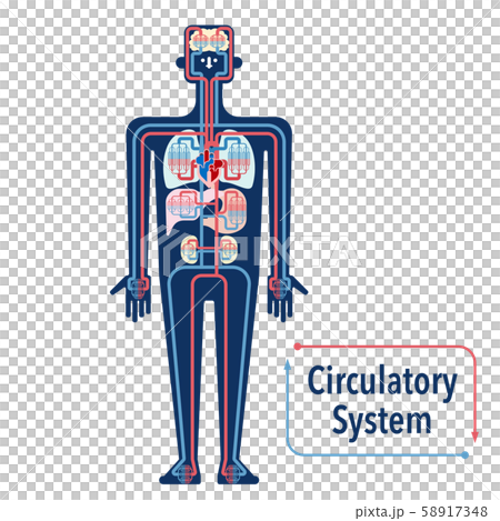 Simple diagram of the circulatory system Simple diagram of the circulatory system 58917348