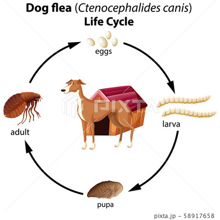 ctenocephalides canis egg