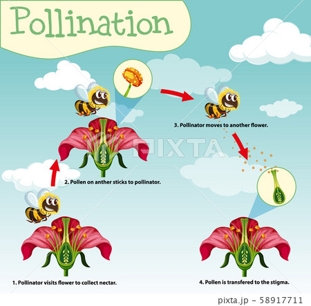 Diagram showing pollination with bee and flowers 58917711