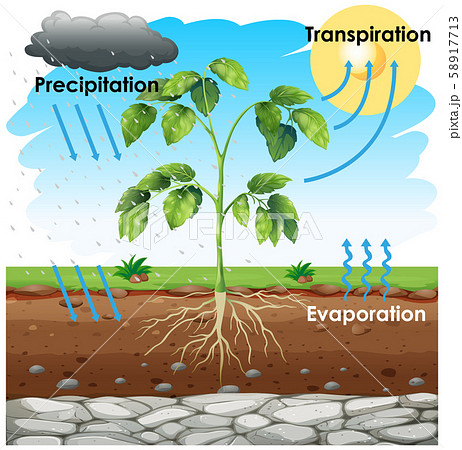 Diagram showing transpiration with plant in garden 58917713