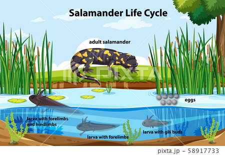 Diagram showing salamander life cycle Diagram showing salamander life cycle 58917733
