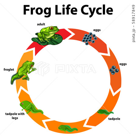 Diagram showing life cycle of frog 58917849
