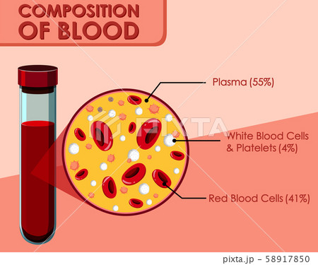 Diagram showing composition of blood 58917850