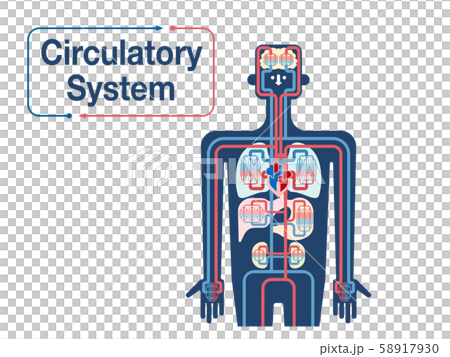 上半身の循環器系のシンプルなイラストのイラスト素材