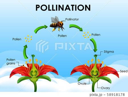 Diagram showing pollination cycle Diagram showing pollination cycle 58918178