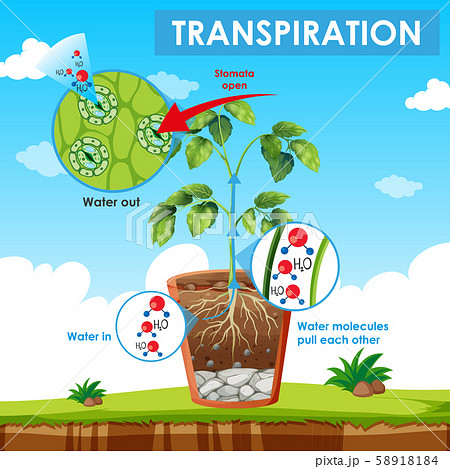 Diagram showing transpiration in plant Diagram showing transpiration in plant 58918184
