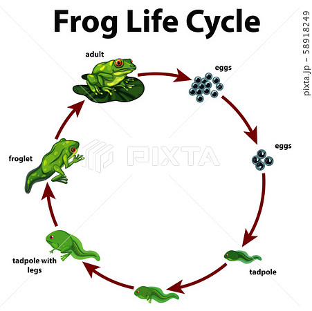 Diagram showing life cycle of frog 58918249