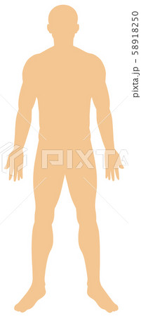 Human anatody on white background Human anatody on white background 58918250