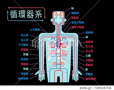 黒バックに日本語で各部位の名称が記載された上半身の循環器系のシンプルなイラスト 58918358