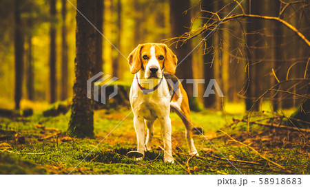 The beagle dog standing in autumn forest. Portrait 58918683