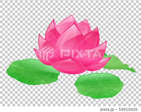 睡蓮イラストのイラスト素材 5126