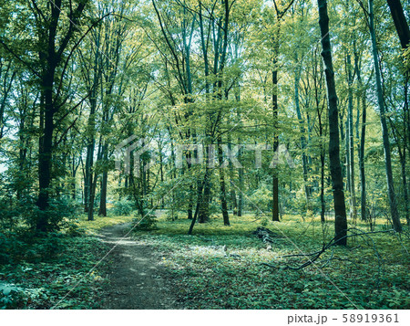 Path Through The Woods: Forest in Tiergarten Park In Berlin, Germany In Spring 58919361