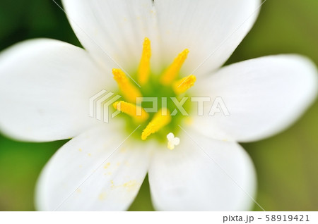タマスダレの花 タマスダレの花 58919421
