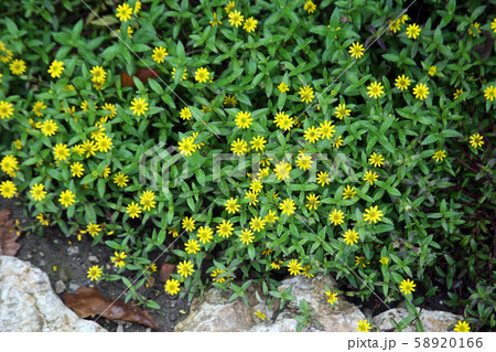 Plants and flowers by the end of summer,Zagreb 58920166
