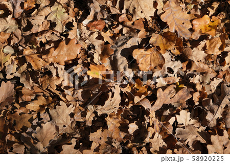 Dry oak leafs with dew drops on them. Fallen oak Dry oak leafs with dew drops on them. Fallen oak 58920225
