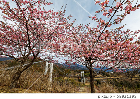 秦野・戸川公園の河津桜と風の吊り橋 58921395