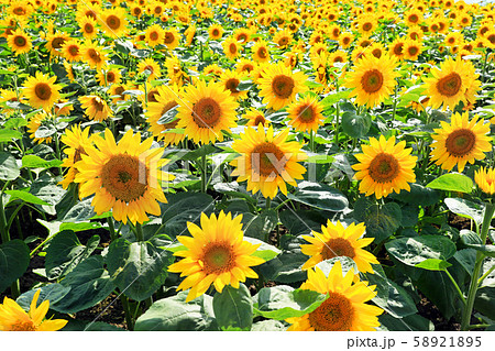 女満別のひまわり畑06 女満別のひまわり畑06 58921895